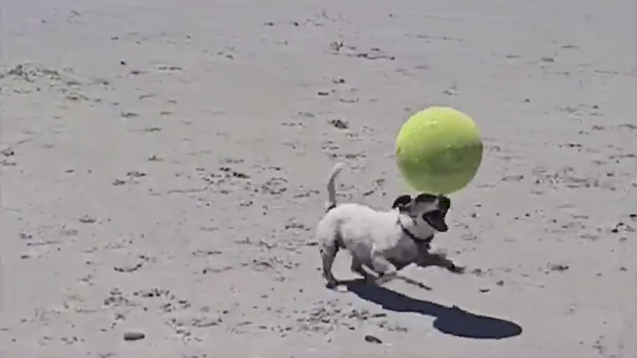 Pupper got skills 🐶🐕🐶🐶