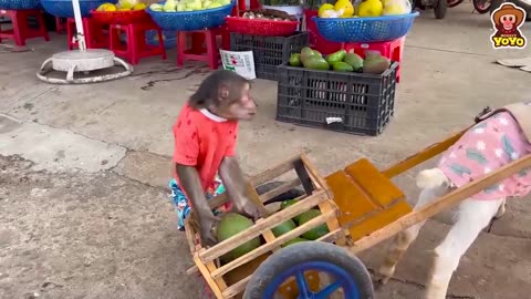 oYo JR takes the goat to harvest vegetables and goes market.