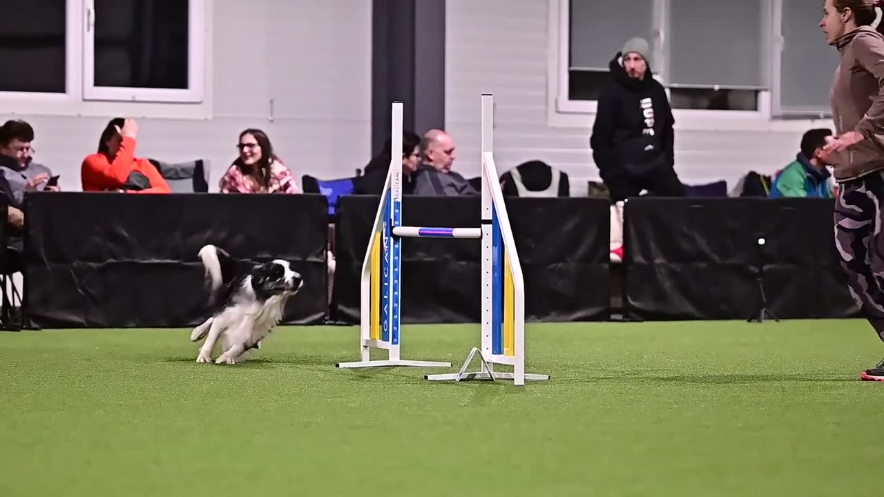 Guru border collie agility