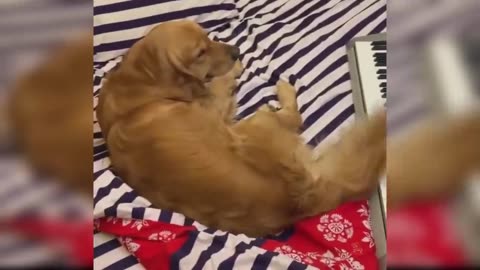 Funny Cat and Dog Videos That Will Make Your Day