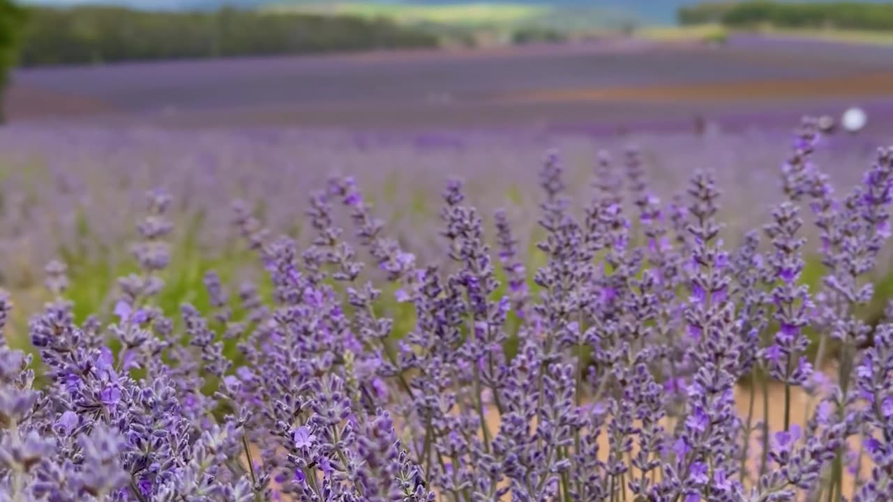 Bees love lavender