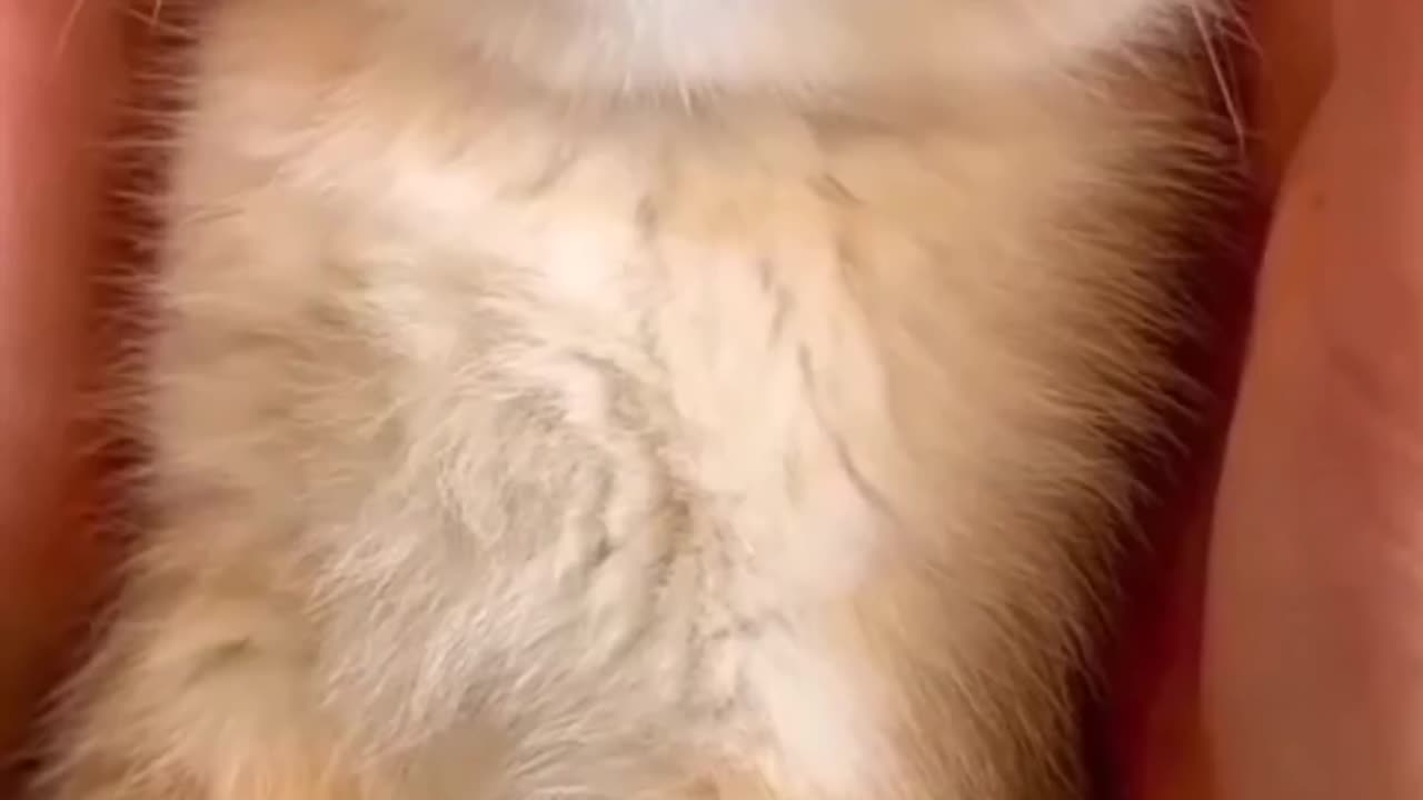 Funny miaaw