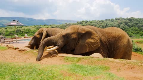 Lovely Elephant Eating Together