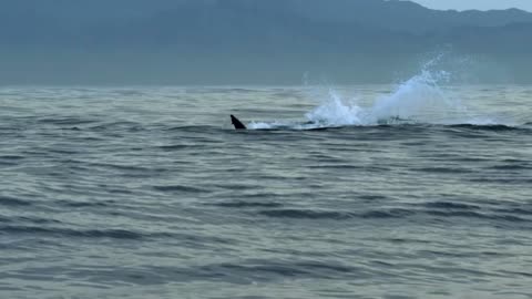 Black shark in water eating small fish, & White Shark in water play