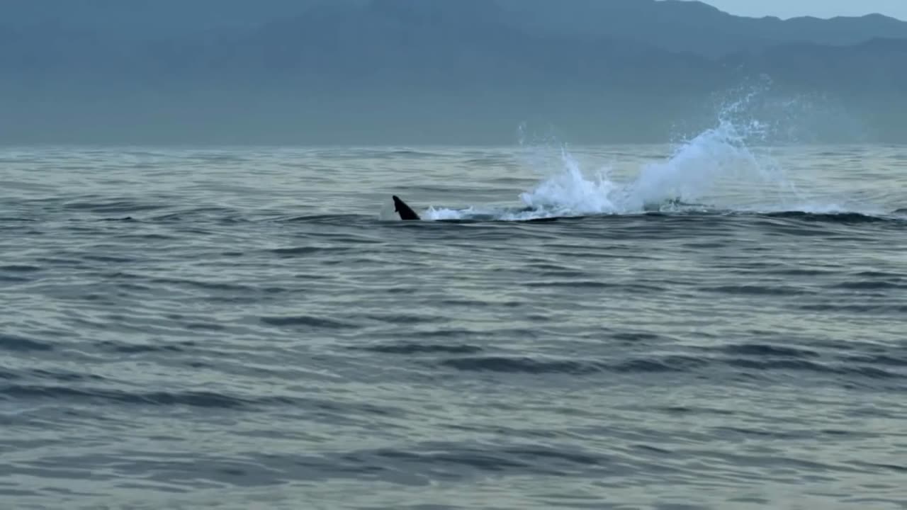 Black shark in water eating small fish, & White Shark in water play