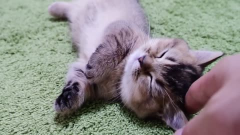 I played with a kitten lying leisurely