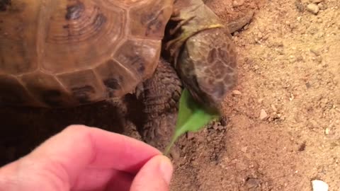 Feeding A Turtle With A Leaf