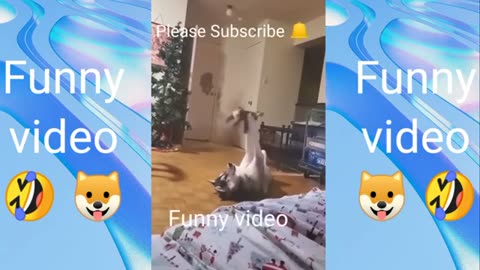 Funny animals videos 🤣🤣 ///cat Funny reactions 🤣 😁😁😁///