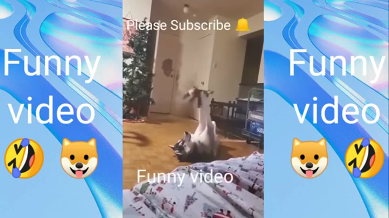 Funny animals videos 🤣🤣 ///cat Funny reactions 🤣 😁😁😁///