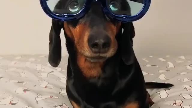 Harlso the Balancing Dachshund