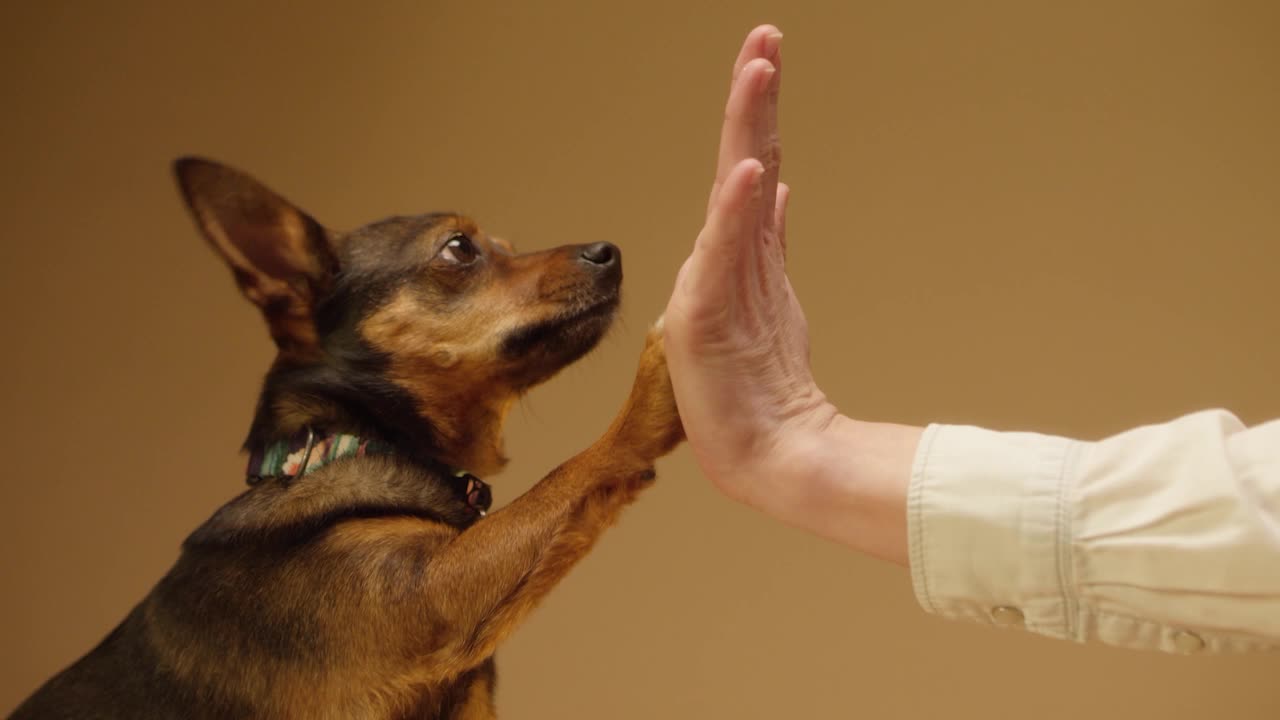 Cute dog doing high five at command