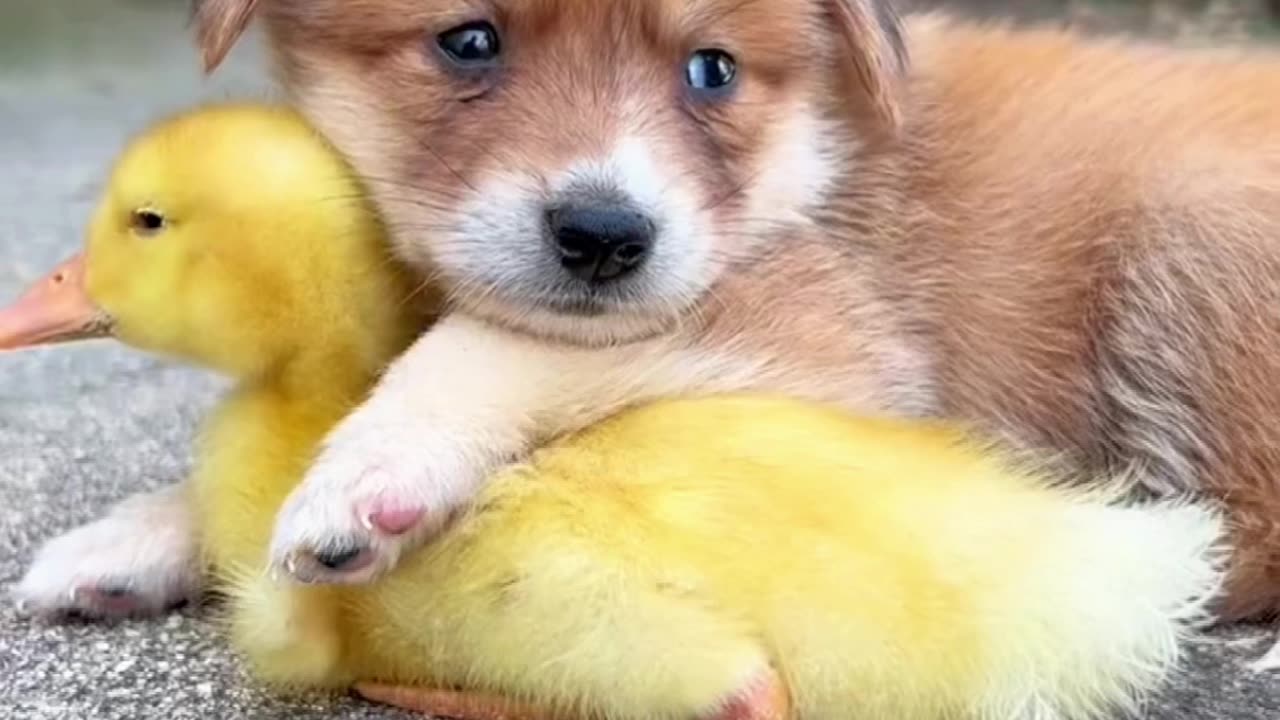 DuckDog