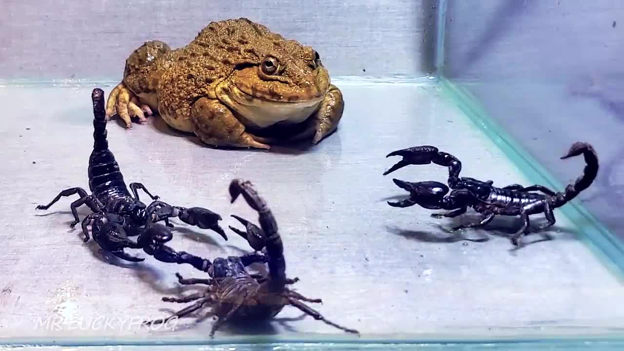 Amazing! Asian Bullfrog With Big Black Scorpion! Warning Live Feeding