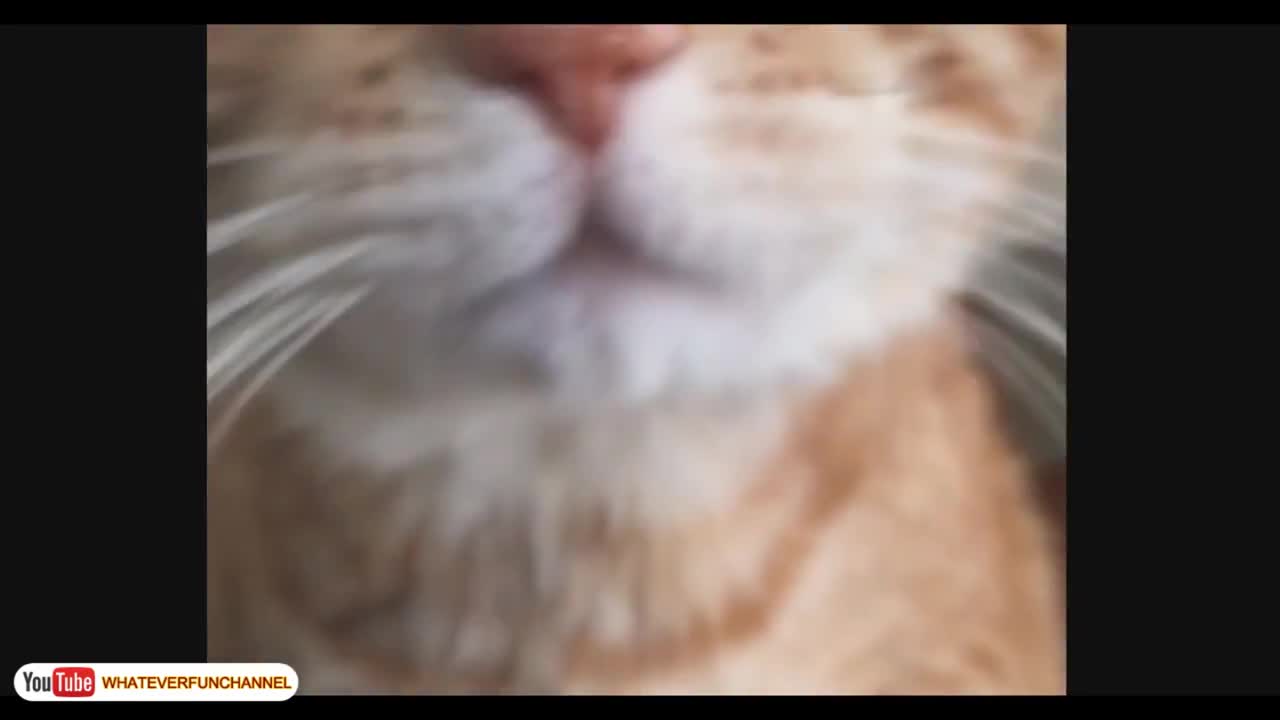 funny cats compilations #2022