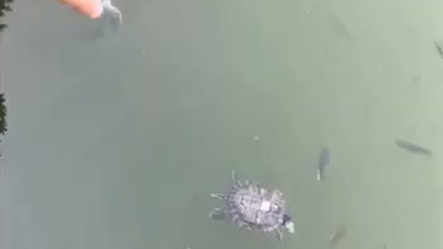 I went to the park today and saw two turtles, the turtle father took his son out for a walk.