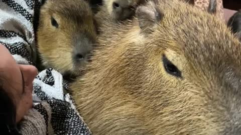 Cuddling with Capybaras on the Couch