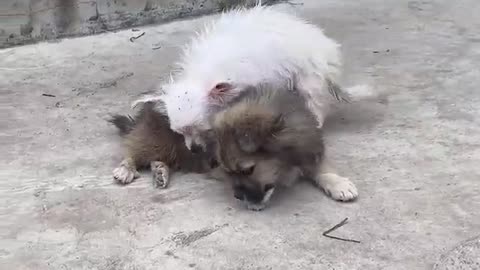 Puppy and dog's funny mod