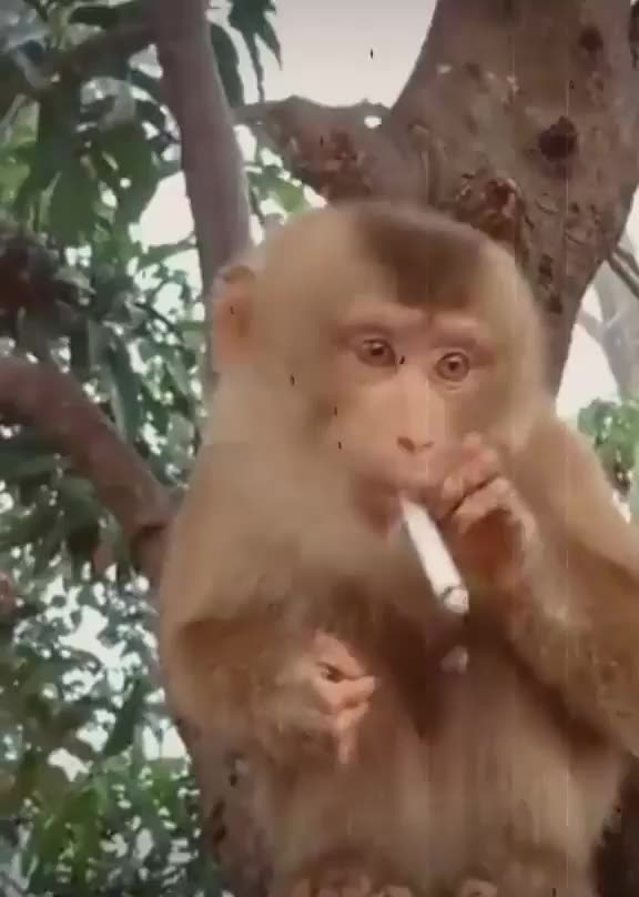 Live video caught monkey was smoking #very funny