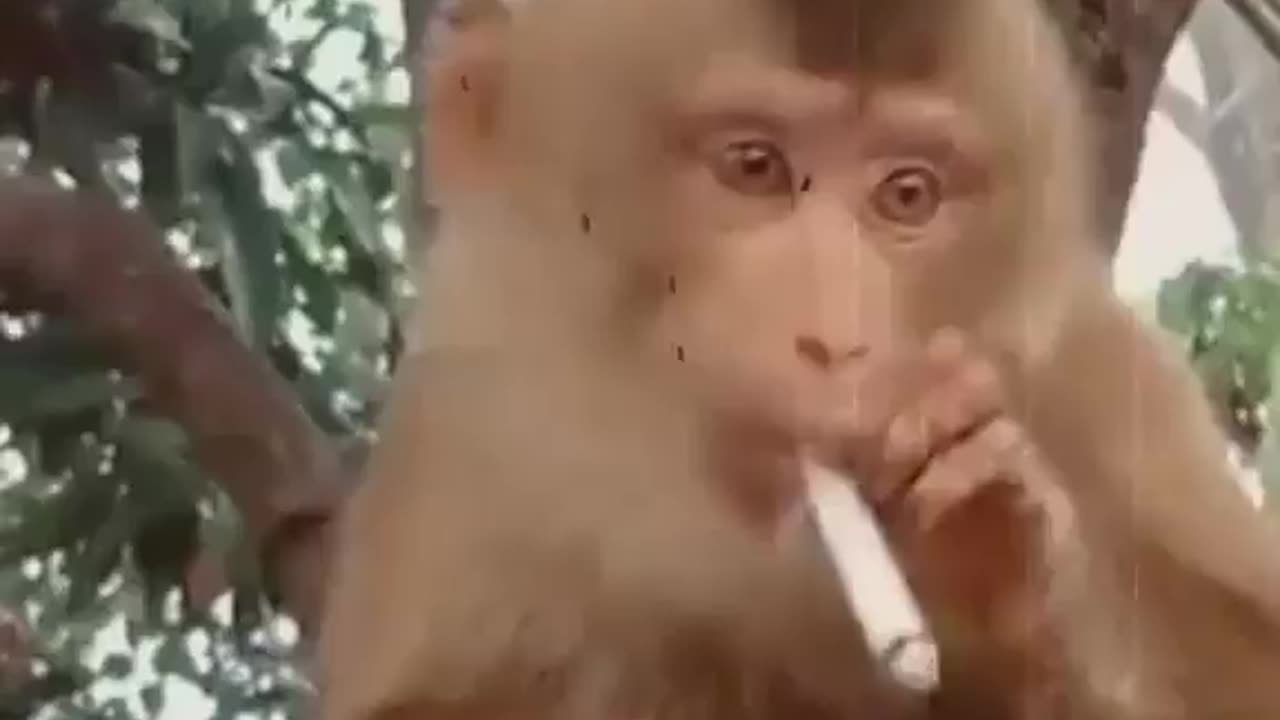 Live video caught monkey was smoking #very funny