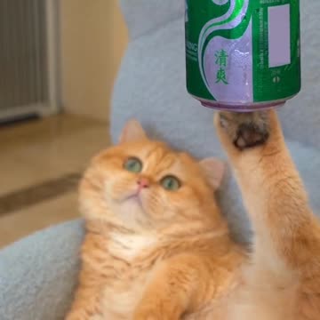 Cute Cat Video and Kittecat Video