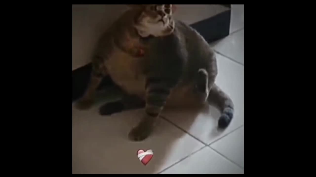 Funny video part6🤣🤣