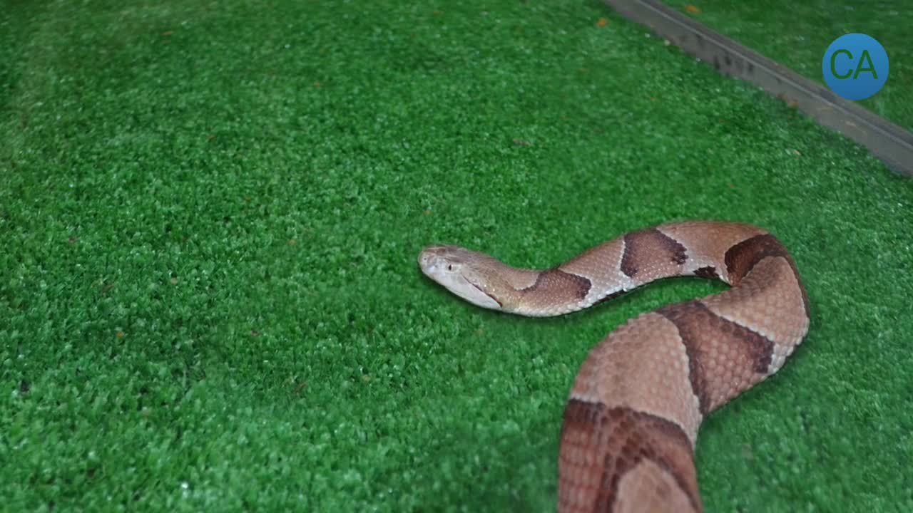 Snake | snake video