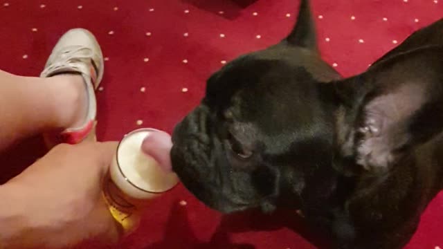 French Bulldog "Blacky" 🐶 is drinking a Bavarian beer 🍺 at the hotel😍