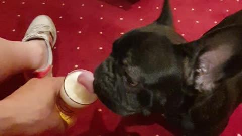 French Bulldog "Blacky" 🐶 is drinking a Bavarian beer 🍺 at the hotel😍