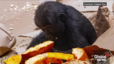 Human error caused gorilla death at Calgary Zoo: officials