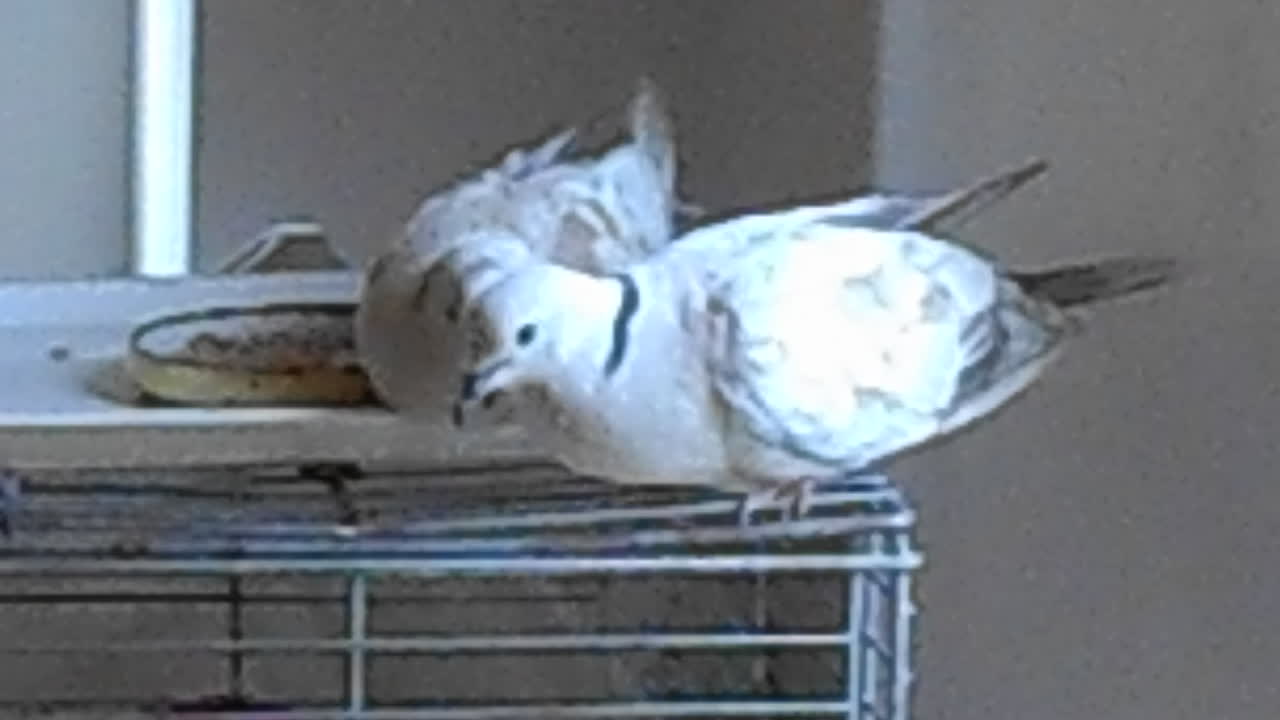 Cuddly Doves' Afternoon Nap