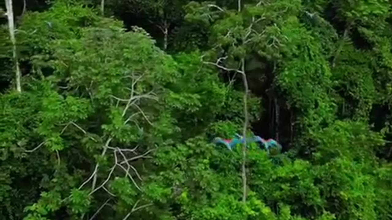 Joyful Flight Of Very Beautiful Parrots #shorts #shortsvideo #video #viral