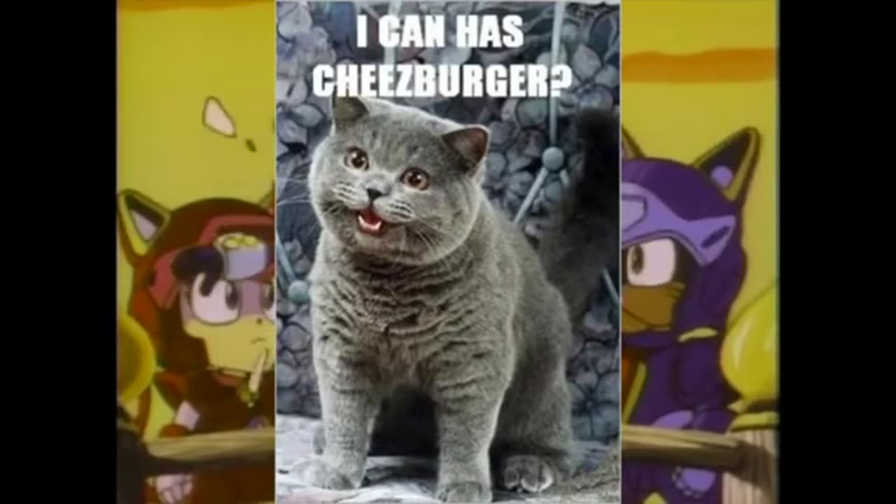 (YTP) Samurai Pizza Cats theme but they're just normal cats