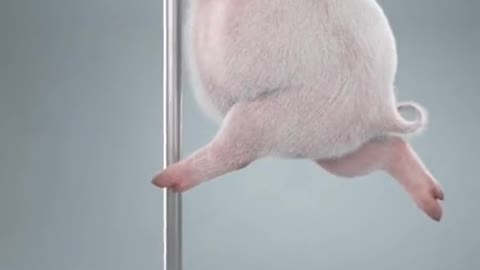 Cute pig dancing pole dance