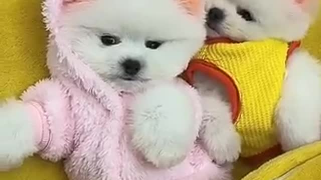 Puppy 🐶 dog video