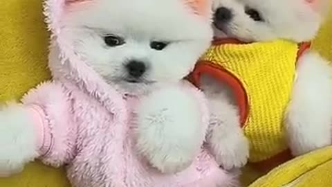 Puppy 🐶 dog video