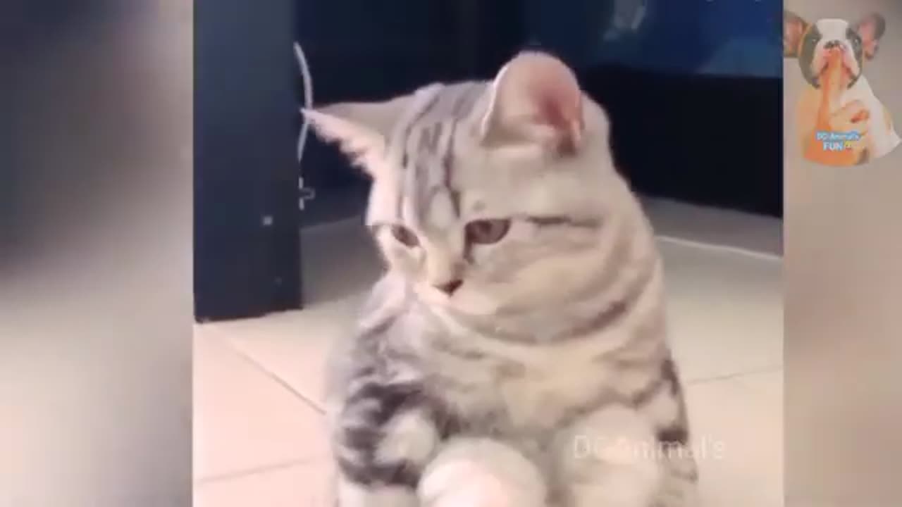 Funny Cat