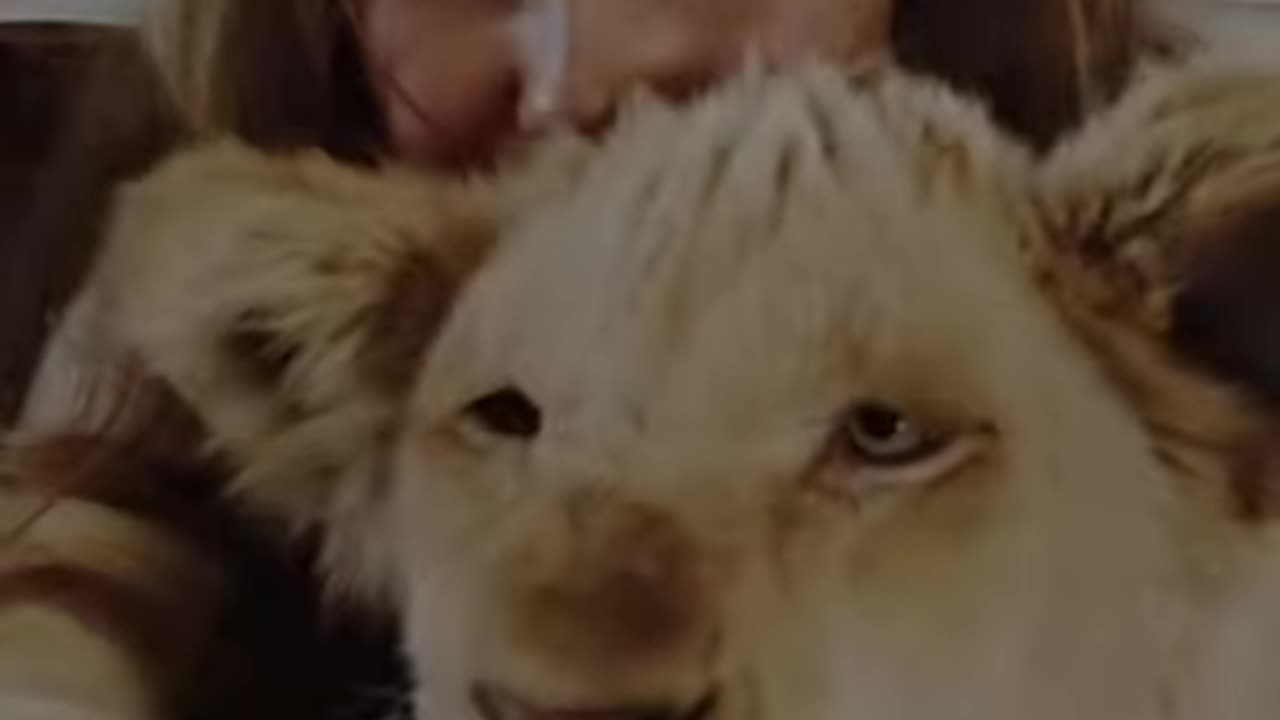 The story of a little lion cub and a little girl!