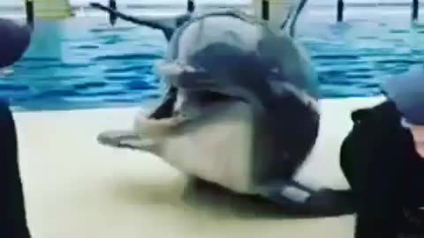 Dolphin's love)