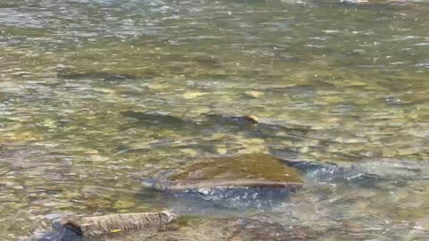 Spawning Salmon Humber River Toronto 2