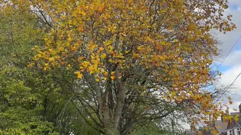 Tulip tree - tree - November 2022