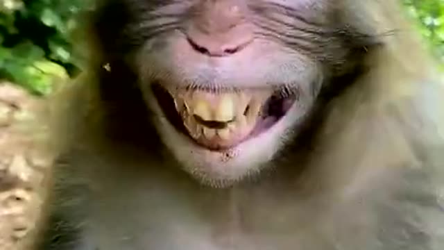 Funny monkey🤣video