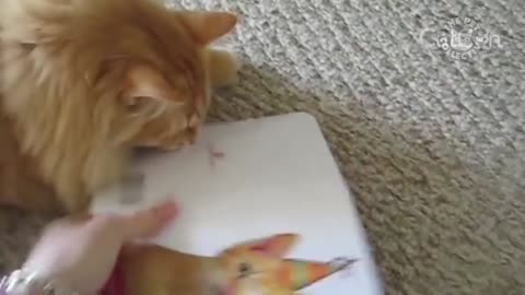Vocal Cats Funny Kitten Video Pet Compilation