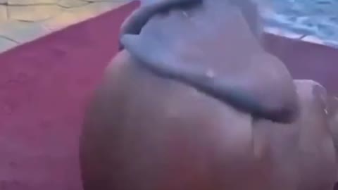 Athletic buddy 😍😍