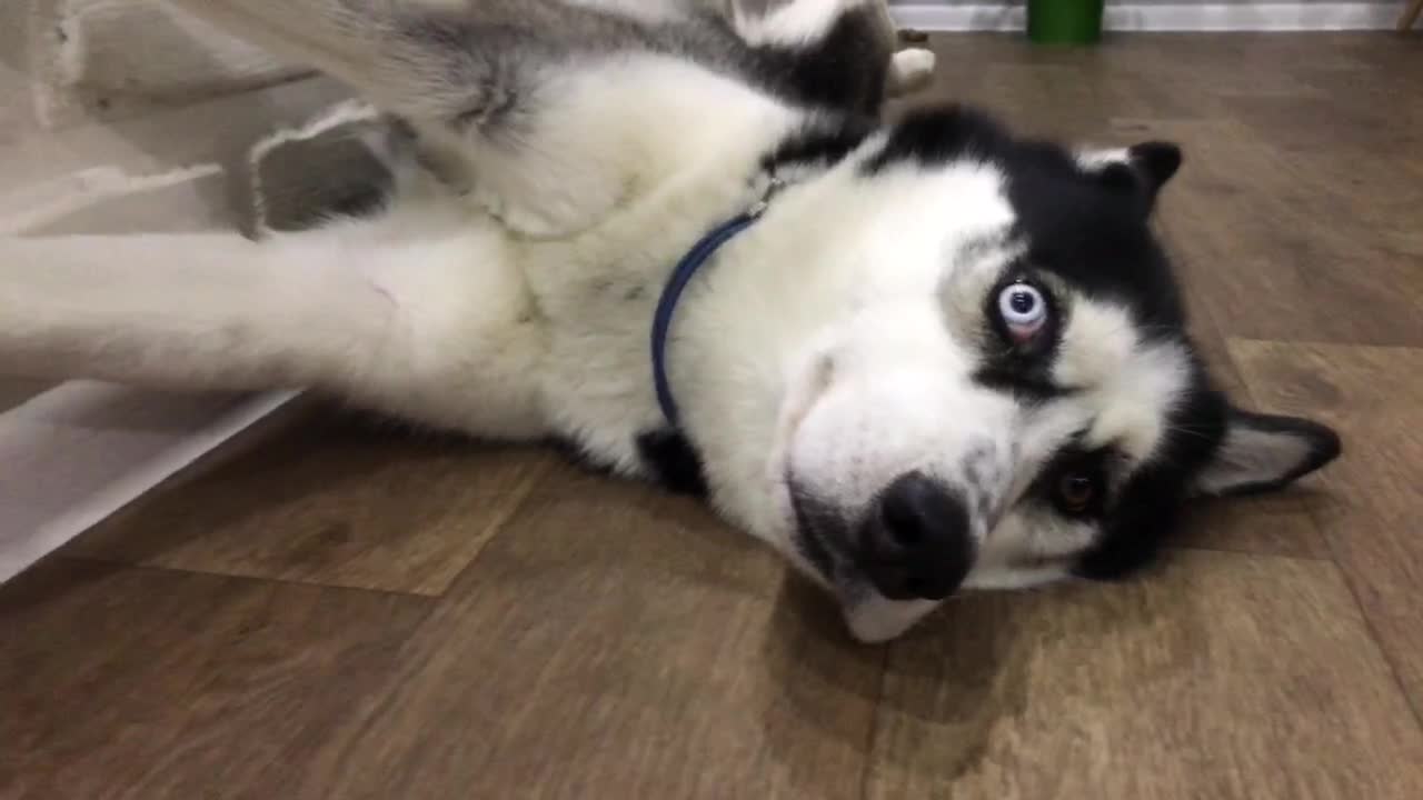 husky resting