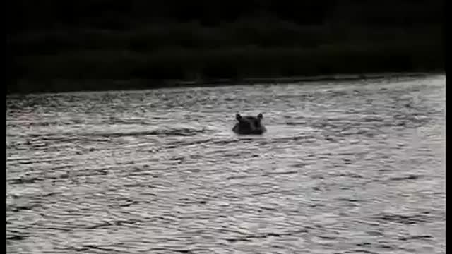 Hippo attack boat