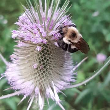 Educational Bee Pollination