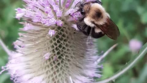 Educational Bee Pollination