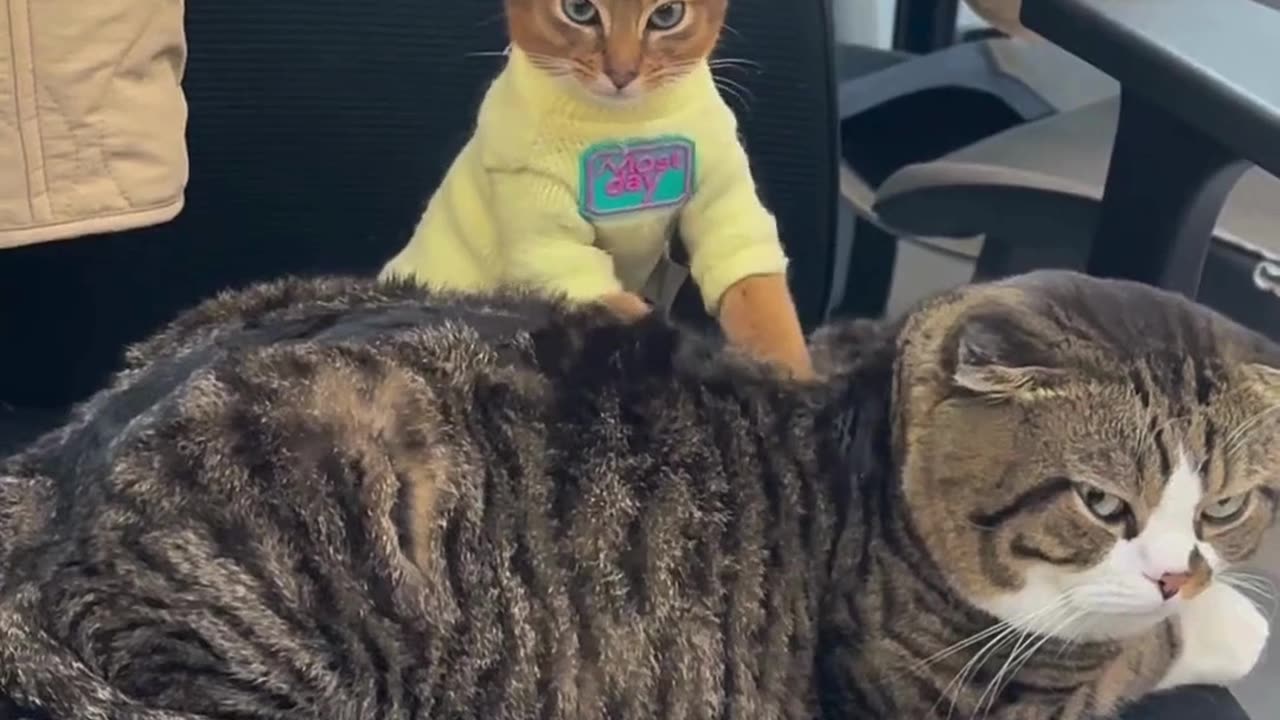 Cute And Funny Cats 😍😍😅😅 #cat #catsofinstagram #cats #catlover #pet #viral #shorts #reels #catsshare