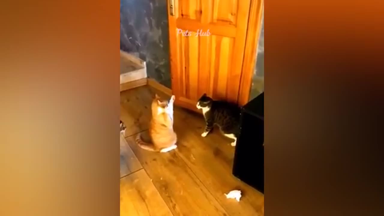 Cats & dogs funny video