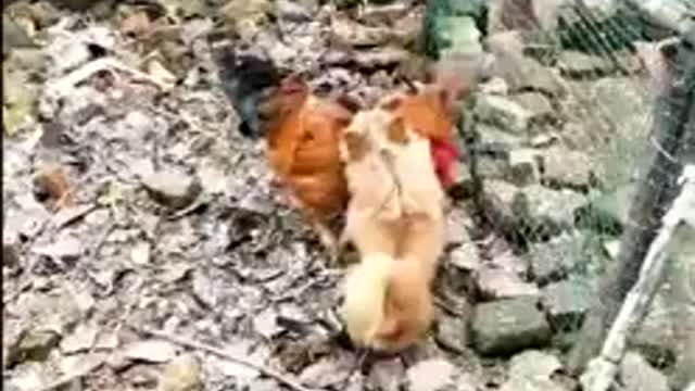 Dog 🐕 baby Fighting With Hen/& Funny Videos.